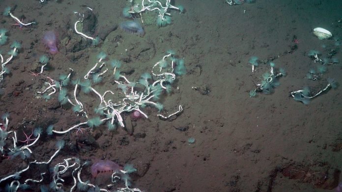 Deep-sea worms and bacteria team up to harvest methane